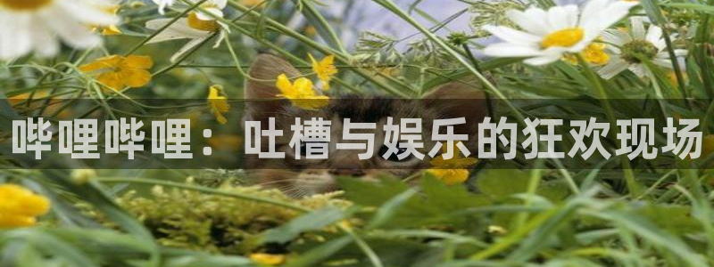 沐春赢咖娱乐：哔哩哔哩：吐槽与娱乐的狂欢现场